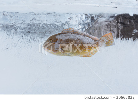 Frozen Parrotfish in a block of ice Frozen Parrotfish in a block of ice 20665822