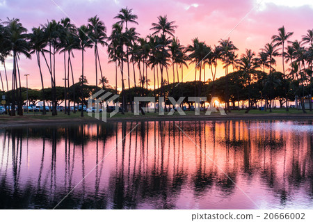 [Hawaii] Palm trees and sunsets 20666002