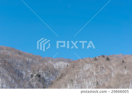 Snow covered rime trees on forest mountain  20666005