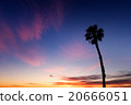Palm Tree in Sunset 20666051