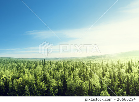 forest in sunset time 20666254