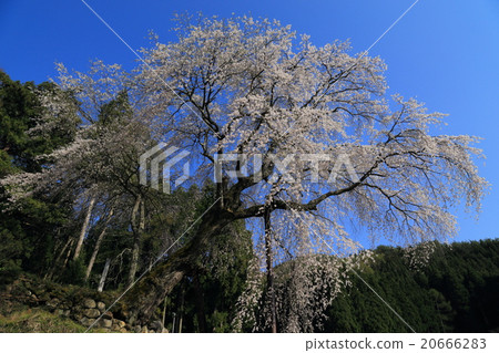Weeping cherry blossoms of the Tokiwa Kannon Weeping cherry blossoms of the Tokiwa Kannon 20666283