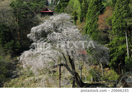 Weeping cherry blossoms of the Tokiwa Kannon Weeping cherry blossoms of the Tokiwa Kannon 20666285