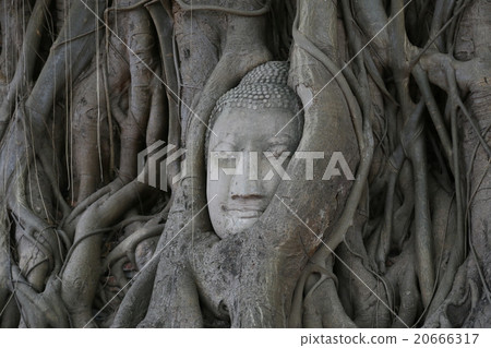 Buddha head buried in the tree of Ayutaya in Thailand -2 Buddha head buried in the tree of Ayutaya in Thailand -2 20666317