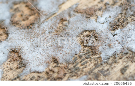 Thick mold texture on wood 20666456