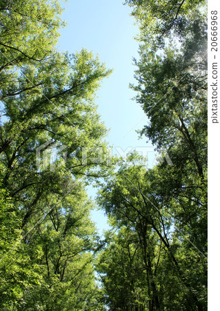 crowns of the trees crowns of the trees 20666968