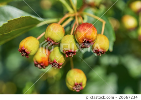 ripening fruits of viburnum closeup ripening fruits of viburnum closeup 20667234