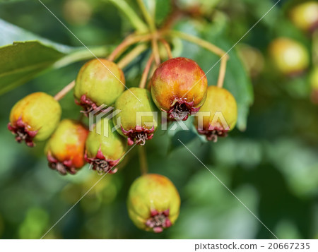 ripening fruits of viburnum closeup ripening fruits of viburnum closeup 20667235