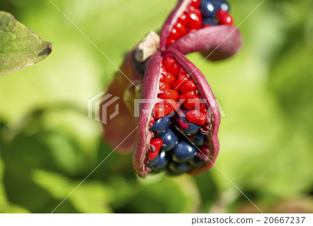 the fruits of Paeonia anomala the fruits of Paeonia anomala 20667237