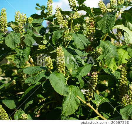 the chestnut trees the chestnut trees 20667238