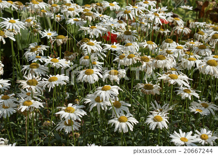blooming water lilies. On a Sunny summer day 20667244