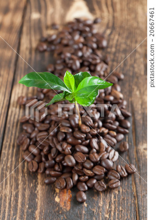 Coffee plant seedling in coffee beans Coffee plant seedling in coffee beans 20667461