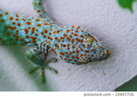 Gecko 20667726