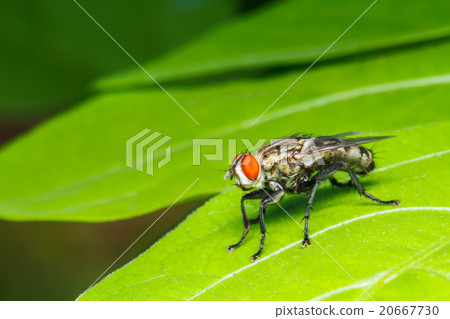 Fly on green leaf 20667730