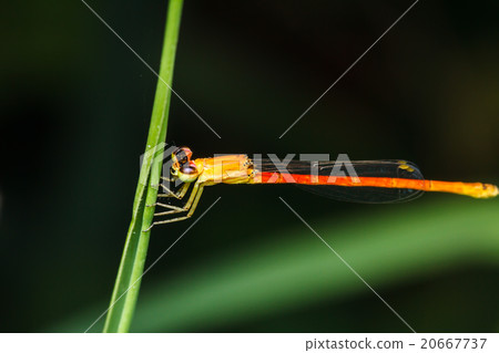 dragonfly branches stay in grass dragonfly branches stay in grass 20667737