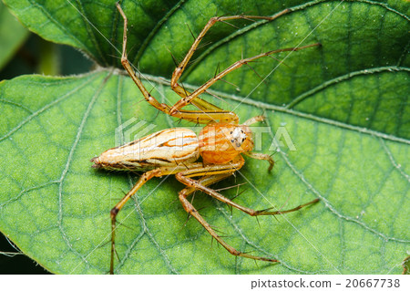 Jumping spider on green leaf 20667738