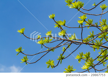 First leaves on tree in spring First leaves on tree in spring 20667753