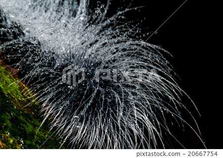 hairy caterpillars hairy caterpillars 20667754