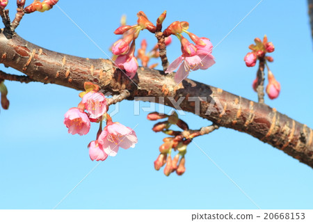 Kawazu cherry blossoms 20668153