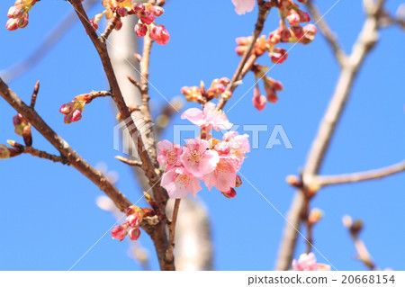Kawazu cherry blossoms 20668154