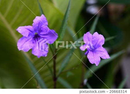 violet flowers violet flowers 20668314