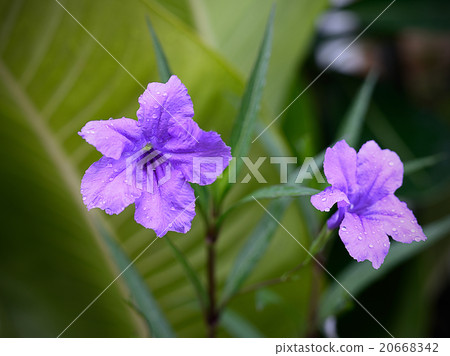 violet flowers 20668342