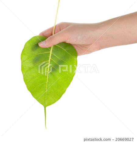 hand holding sacred fig leaf BoTree, Peepul ) on w hand holding sacred fig leaf BoTree, Peepul ) on w 20669027