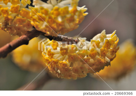 Tridiagh(Mitsumata) Tridiagh(Mitsumata) 20669366
