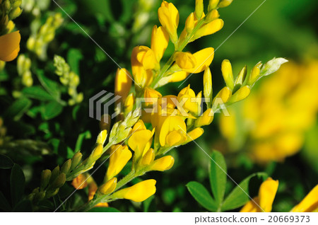 Ekishi branch 20669373