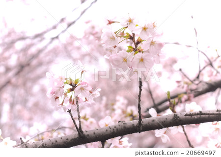 Cherry Blossoms   20669497