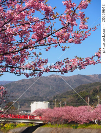 Kawazu Sakura Festival Kawazu Sakura Festival 20669648