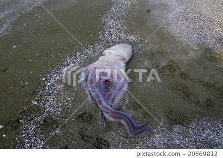 跨越Murasakidakodo 跨越Murasakidakodo 20669812