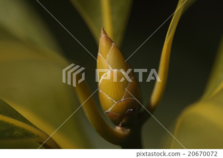 It looks like a natural plant Hoso Vatab, tab, but it seems that the fur of the sprouts of buds are grayish and the leaves are not reddish It looks like a natural plant Hoso Vatab, tab, but it seems that the fur of the sprouts of buds are grayish and the leaves are not reddish 20670072