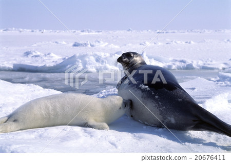 豎琴海豹父母子女加拿大 20676411