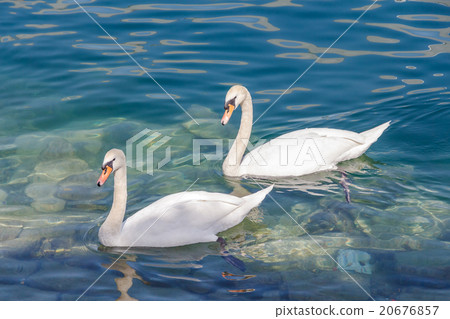 White swan swimming in water 20676857
