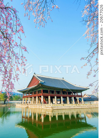 Gyeongbokgung Palace with cherry blossom in Korea. 20677026