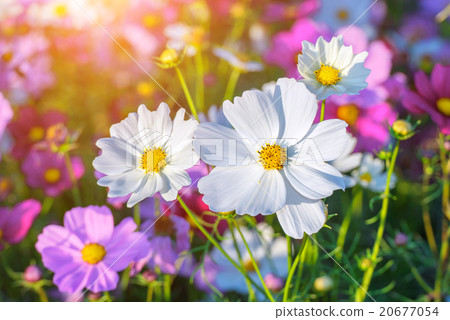 Cosmos flowers. 20677054