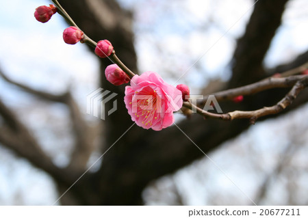 Plum Plum Plum Plum 20677211