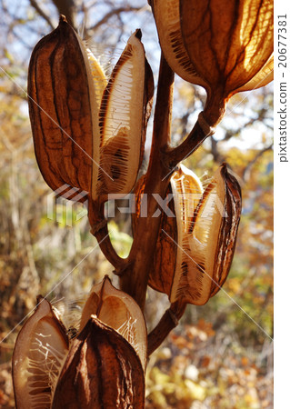 Autumn lily gnudi withered 20677381