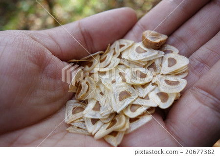 海百合種子 海百合種子 20677382