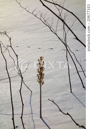 凋枯的Oreba百合冬天場面 20677383