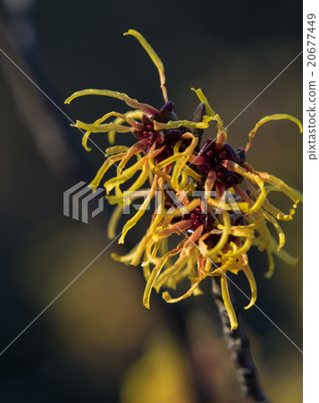 黃色和紅色紫羅蘭色mansaku花 20677449