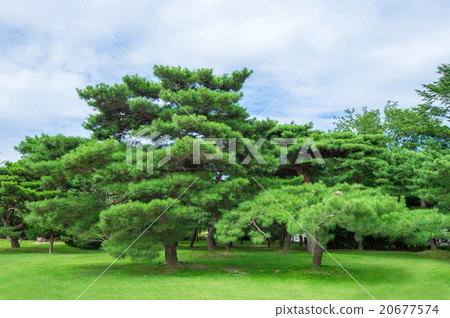 Green trees in park 20677574
