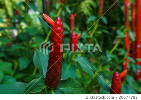 red button ginger plant price