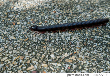 Image of centipede crawling on lane. Thailand  20677795
