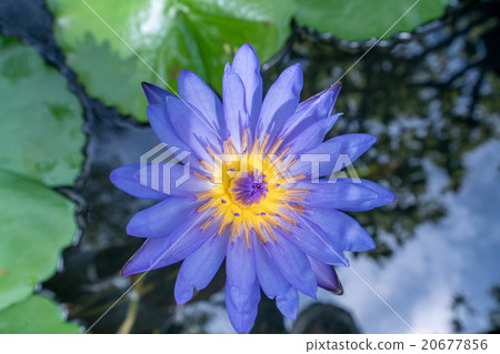 Image of lotus named Nymphaea Caerulea. Thailand 20677856