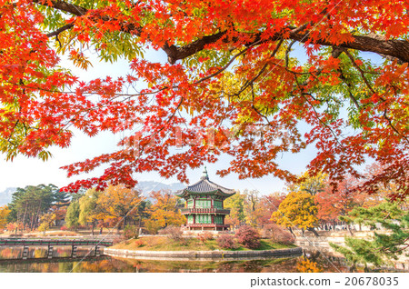 Gyeongbokgung Palace in autumn,South Korea. Gyeongbokgung Palace in autumn,South Korea. 20678035