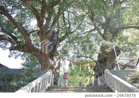 Bomb survivor 20678078