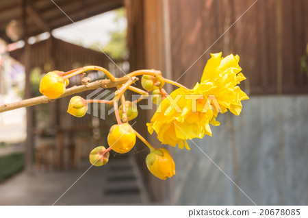 Yellow Silk Cotton with vintage filter 20678085