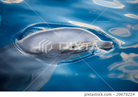 dolphing smiling close up portrait dolphing smiling close up portrait 20678224